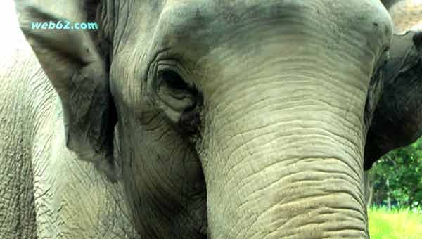 Photo Elephant in Cambodia Elephant in Cambodia
