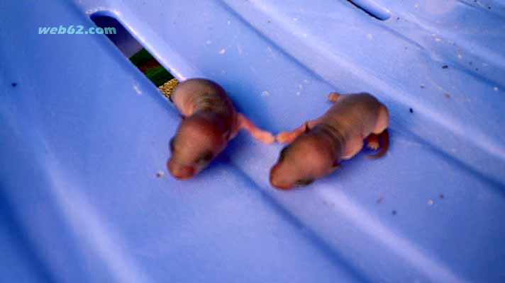 Photo from Baby Rats in Phnom Penh Baby Rats Phnom Penh