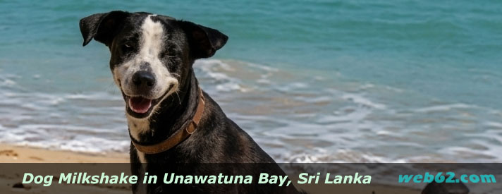 Unawatuna Beach Dog