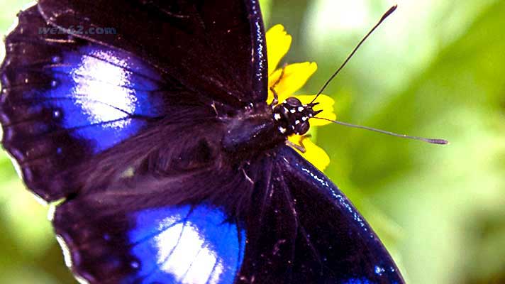 Butterfly in Sihanoukville, Cambodia Butterfly in Sihanoukville