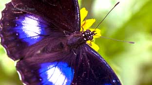 Photo Butterfly in Sihanoukville, Cambodia Butterfly Cambodia