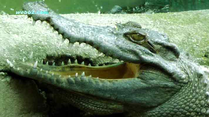 Photo Crocodile in Cambodia Crocodile in Cambodia