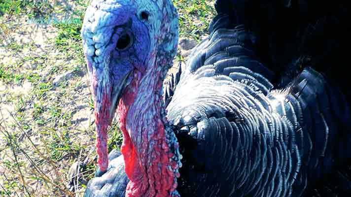 Turkey in Sihanoukville Cambodia Turkey in Cambodia