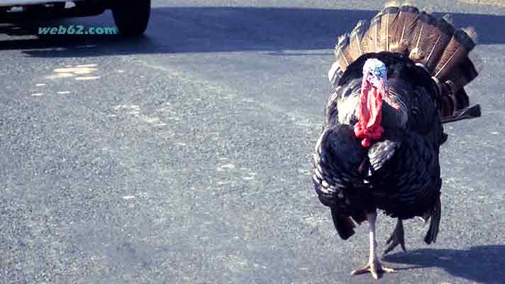Turkey in Sihanoukville Cambodia Turkey in Cambodia