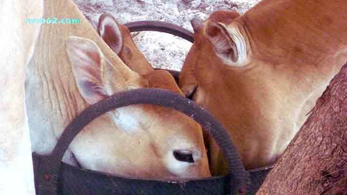 Photo from Island Cows in Sihanoukville, Cambodia Island Cows in Sihanoukville