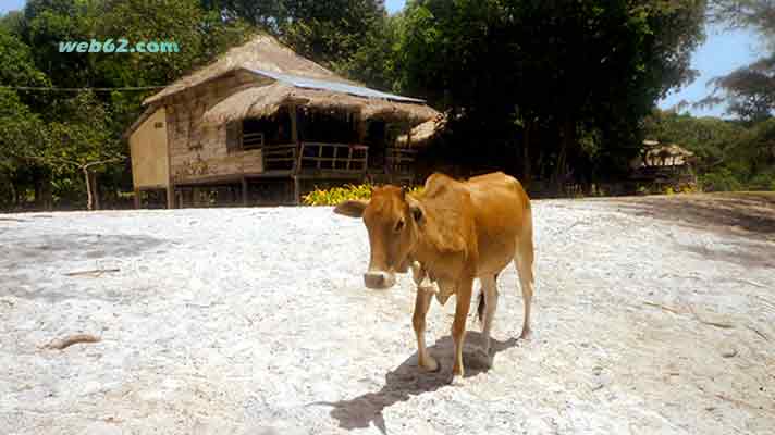 Photo from Island Cows in Sihanoukville, Cambodia Island Cows in Sihanoukville