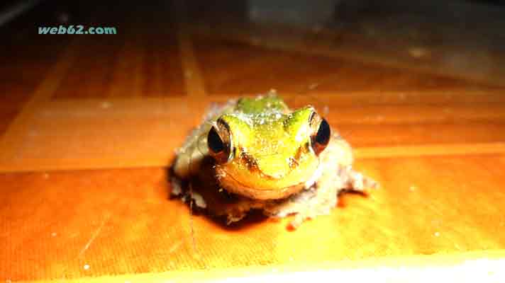 Frog in Sihanoukville Cambodia photo frog in Cambodia