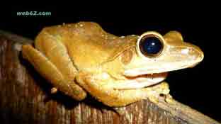 Photo frog in Sihanoukville Frog Cambodia