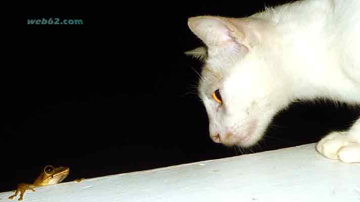 Photo from a frog and cat in Sihanoukville Cambodia Frog and cat in Cambodia