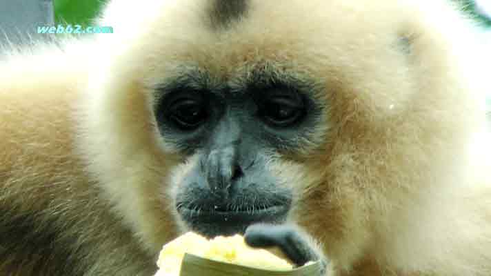 photo from Monkeys in Cambodia photo Monkeyin Cambodia