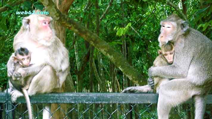 photo from Monkeys in Cambodia Monkeys in Cambodia