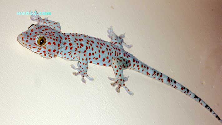 Photo Tokay Gecko in Phnom Penh Cambodia Tokay Gecko in Phnom Penh