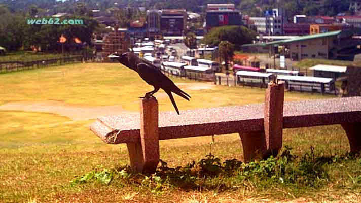 photo Crow at Galle Fort, Sri Lanka