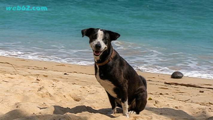 Unawatuna Beach Dog in Sri Lanka
