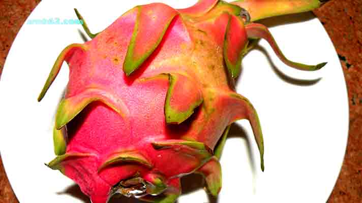 Photo from a Dragon fruit in Phuket, Thailand Dragon fruit in Thailand