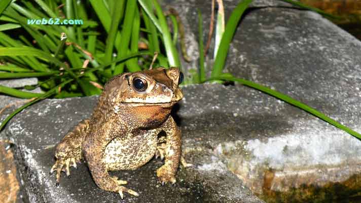 Frog in Phuket