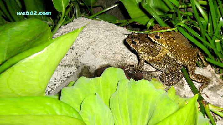 Frogs in Phuket