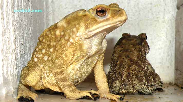 Frogs in Phuket