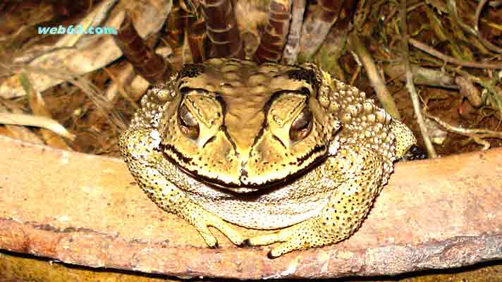 Frog n Phuket, Thailand
