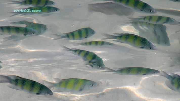Fish in the Khai Islands, Phuket, Thailand