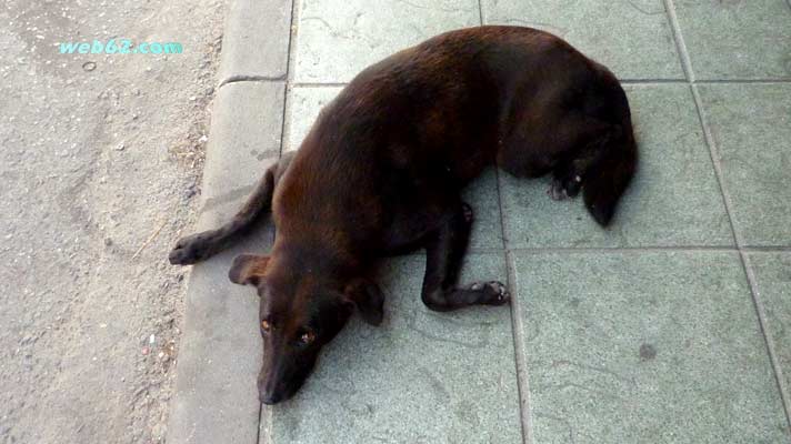 Dog in Patong, Phuket, Thailand