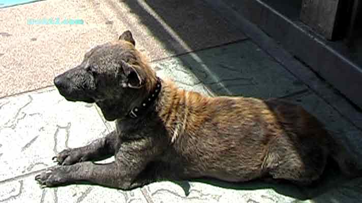 Bangla Road dog in Patong, Phuket