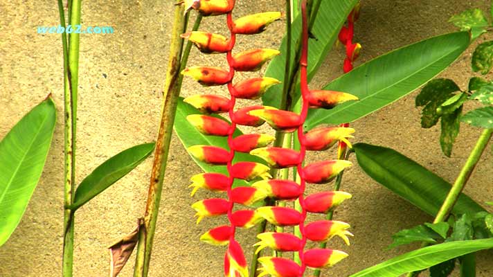 Photo from Sri Lankan Flowers in Unawatuna, Sri Lanka Sri Lankan Flowers