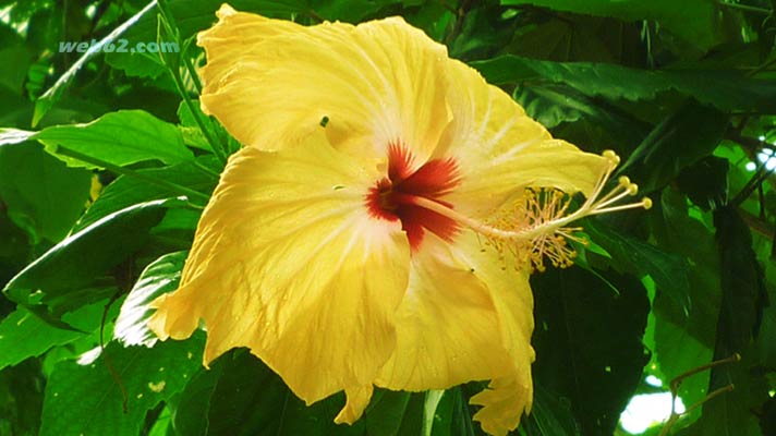 Photo from Hibiscus flowers in Unawatuna, Sri Lanka Hibiscus flowers in Unawatuna