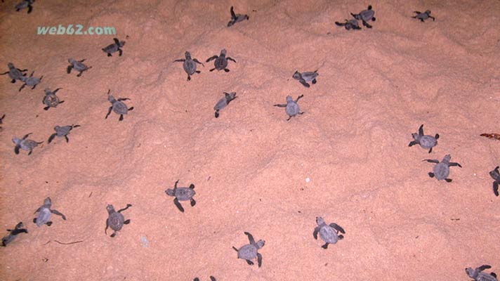 Photo from Turtles on Unawatuna Beach Turtles on Unawatuna Beach