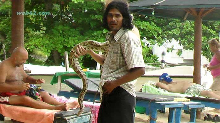 Unawatuna python snake